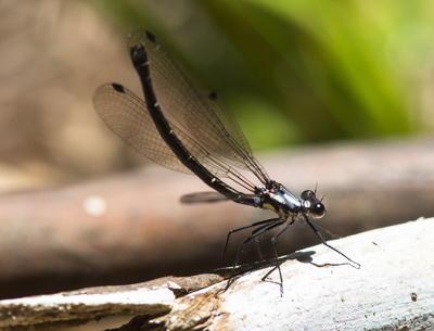 Austroargiolestes christine